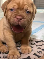 Brown male, a male Dogue de Bordeaux for sale in Lake Katrine, NY – 2 of 7