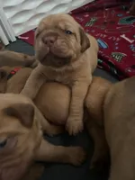 Lavender girl, a female Dogue de Bordeaux for sale in Lake Katrine, NY – 6 of 8