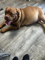 Dark purple girl, a female Dogue de Bordeaux for sale in Lake Katrine, NY – 8 of 9