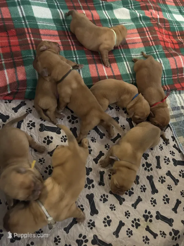 Blue male – Dogue de Bordeaux puppy for sale in Lake Katrine, NY