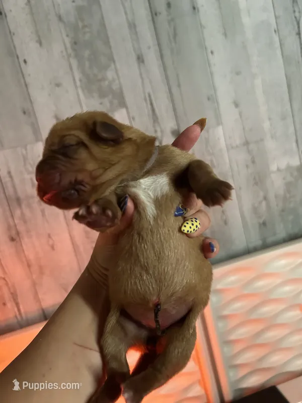 Lavender girl – Dogue de Bordeaux puppy for sale in Lake Katrine, NY