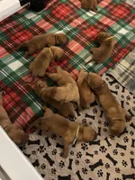 Brown boy, a male Dogue de Bordeaux for sale in Lake Katrine, NY – 5 of 8