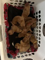 Red boy, a male Dogue de Bordeaux for sale in Lake Katrine, NY – 2 of 5