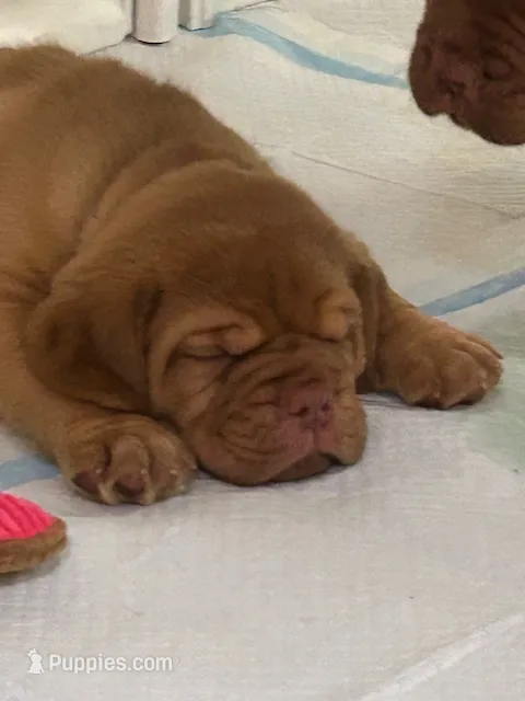 Blue male – Dogue de Bordeaux puppy for sale in Lake Katrine, NY