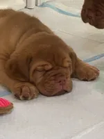 Blue male, a male Dogue de Bordeaux for sale in Lake Katrine, NY – 1 of 7