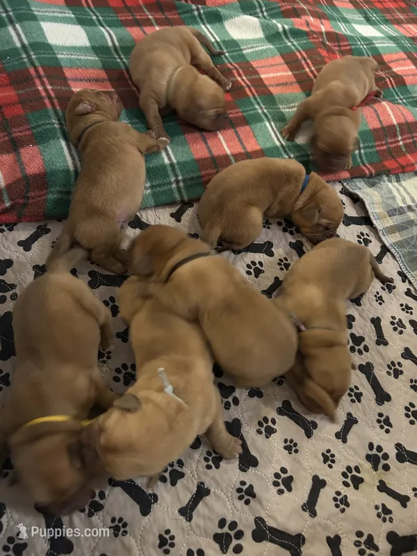 Brown boy – Dogue de Bordeaux puppy for sale in Lake Katrine, NY