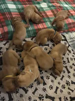 Brown boy, a male Dogue de Bordeaux for sale in Lake Katrine, NY – 1 of 8