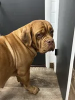 Grey boy, a male Dogue de Bordeaux for sale in Lake Katrine, NY – 2 of 6