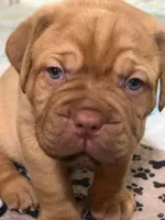 Blue male, a male Dogue de Bordeaux for sale in Lake Katrine, NY – 2 of 7