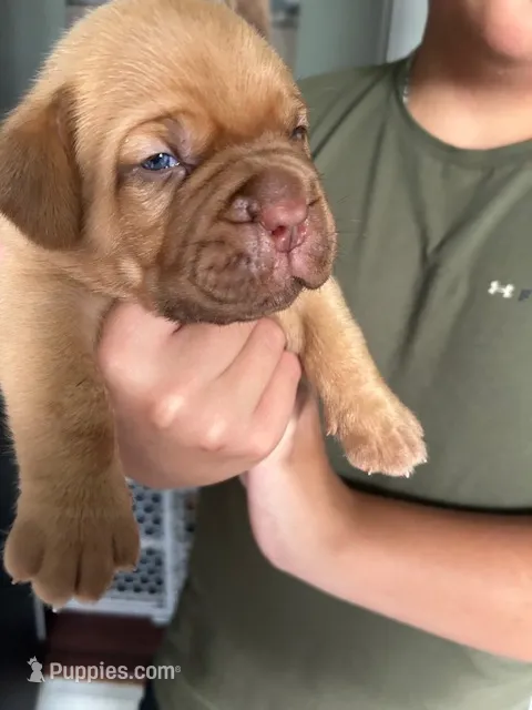 Grey boy – Dogue de Bordeaux puppy for sale in Lake Katrine, NY
