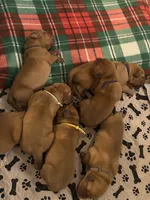 Blue male, a male Dogue de Bordeaux for sale in Lake Katrine, NY – 2 of 6