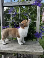 AKC Barlow, a male Pembroke Welsh Corgi for sale in Charles City, IA – 2 of 6