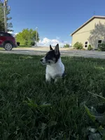 AKC Ben, a male Pembroke Welsh Corgi for sale in Charles City, IA – 6 of 7