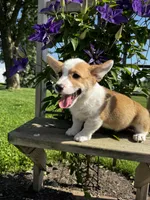 AKC Blazer , a male Pembroke Welsh Corgi for sale in Charles City, IA – 2 of 8
