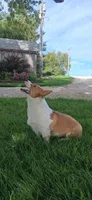 AKC-Bruno , a male Pembroke Welsh Corgi for sale in Charles City, IA – 6 of 6