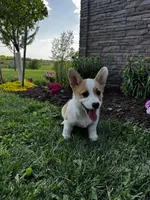 AKC Blazer , a male Pembroke Welsh Corgi for sale in Charles City, IA – 5 of 8