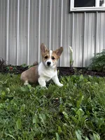 AKC Barlow, a male Pembroke Welsh Corgi for sale in Charles City, IA – 5 of 6