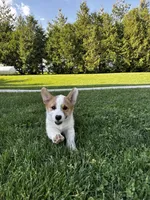 AKC Blazer , a male Pembroke Welsh Corgi for sale in Charles City, IA – 8 of 8