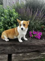AKC-Bruno , a male Pembroke Welsh Corgi for sale in Charles City, IA – 6 of 6