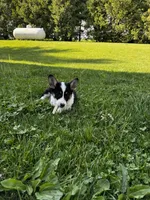 AKC Ben, a male Pembroke Welsh Corgi for sale in Charles City, IA – 5 of 7