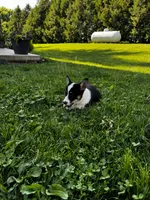 AKC Ben, a male Pembroke Welsh Corgi for sale in Charles City, IA – 4 of 7