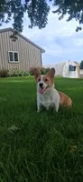 AKC-Bruno , a male Pembroke Welsh Corgi for sale in Charles City, IA – 4 of 6