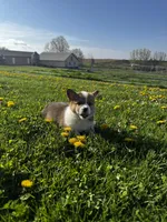 Barlow, a male Pembroke Welsh Corgi for sale in Charles City, IA – 1 of 6