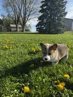 Barlow, a male Pembroke Welsh Corgi for sale in Charles City, IA – 5 of 6