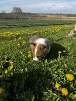 Barlow, a male Pembroke Welsh Corgi for sale in Charles City, IA – 2 of 6