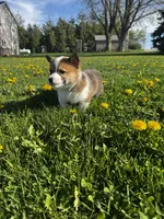 Barlow, a male Pembroke Welsh Corgi for sale in Charles City, IA – 4 of 6