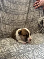 Barlow, a male Pembroke Welsh Corgi for sale in Charles City, IA – Photo 3 of 4