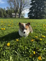 Barlow, a male Pembroke Welsh Corgi for sale in Charles City, IA – 6 of 6