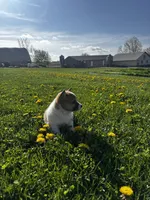 Barlow, a male Pembroke Welsh Corgi for sale in Charles City, IA – 3 of 6