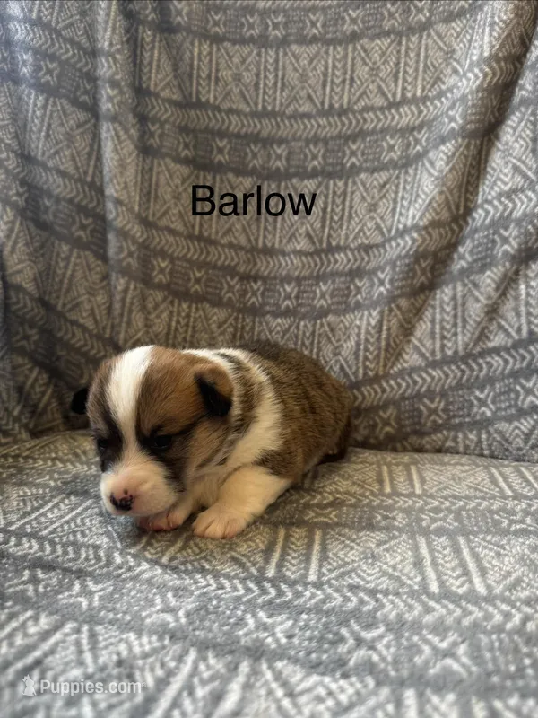 Barlow – Pembroke Welsh Corgi puppy for sale in Charles City, IA