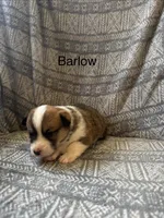 Barlow, a male Pembroke Welsh Corgi for sale in Charles City, IA – Photo 1 of 4