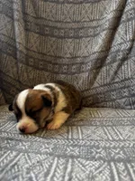 Barlow, a male Pembroke Welsh Corgi for sale in Charles City, IA – Photo 4 of 4