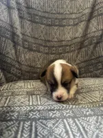 Barlow, a male Pembroke Welsh Corgi for sale in Charles City, IA – Photo 2 of 4