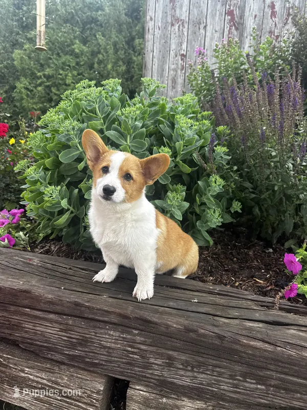 AKC-Bruno  – Pembroke Welsh Corgi puppy for sale in Charles City, IA