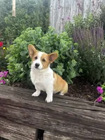 AKC-Bruno , a male Pembroke Welsh Corgi for sale in Charles City, IA – 1 of 6