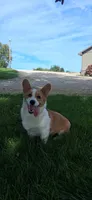 AKC-Bruno , a male Pembroke Welsh Corgi for sale in Charles City, IA – 2 of 6