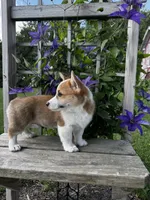 AKC Barlow, a male Pembroke Welsh Corgi for sale in Charles City, IA – 4 of 6