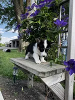 AKC Ben, a male Pembroke Welsh Corgi for sale in Charles City, IA – 7 of 7