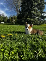 Blazer , a male Pembroke Welsh Corgi for sale in Charles City, IA – 5 of 7