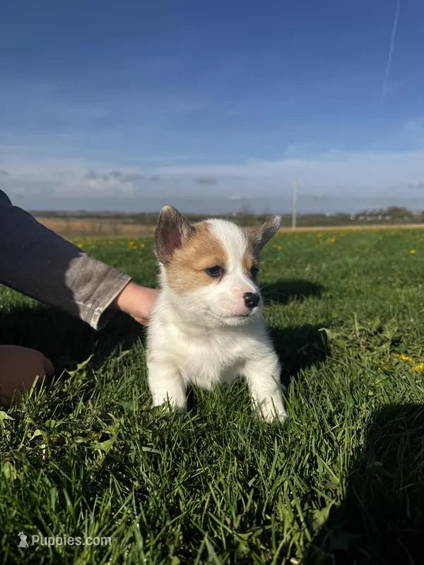 Blazer  – Pembroke Welsh Corgi puppy for sale in Charles City, IA