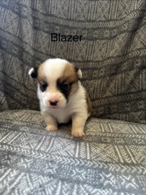 Blazer  – Pembroke Welsh Corgi puppy for sale in Charles City, IA