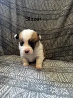 Blazer , a male Pembroke Welsh Corgi for sale in Charles City, IA – Photo 1 of 3