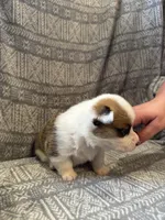 Blazer , a male Pembroke Welsh Corgi for sale in Charles City, IA – Photo 3 of 3