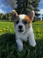Blazer , a male Pembroke Welsh Corgi for sale in Charles City, IA – 7 of 7