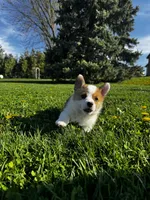 Blazer , a male Pembroke Welsh Corgi for sale in Charles City, IA – 6 of 7