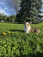 Blazer , a male Pembroke Welsh Corgi for sale in Charles City, IA – 3 of 7
